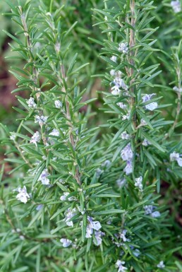 Rosmarinus officinalis Vanlig rosmarin 5-10 i kruka P9