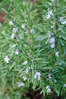 Rosmarinus officinalis Vanlig rosmarin 5-10 i kruka P9