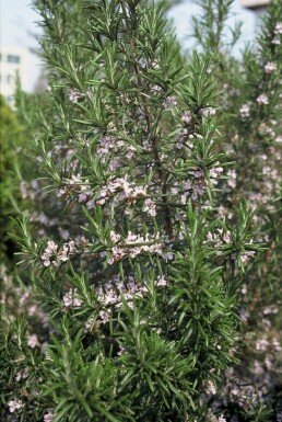 Rosmarinus officinalis Vanlig rosmarin 5-10 i kruka P9