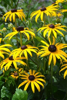 Rudbeckie brillante Rudbeckia fulgida 'Goldsturm' 5-10 Pot 9x9 cm (P9)