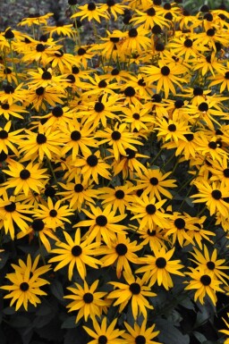 Strålesolhat Rudbeckia fulgida 'Goldsturm' 5-10 potte P9