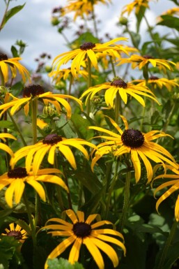 Rudbeckie brillante Rudbeckia fulgida 'Goldsturm' 5-10 Pot 9x9 cm (P9)