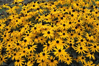 Strålesolhat Rudbeckia fulgida 'Goldsturm' 5-10 potte P9