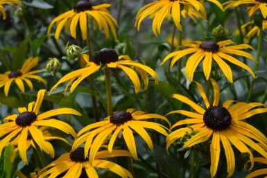 Rudbeckie brillante Rudbeckia fulgida 'Goldsturm' 5-10 Pot 9x9 cm (P9)