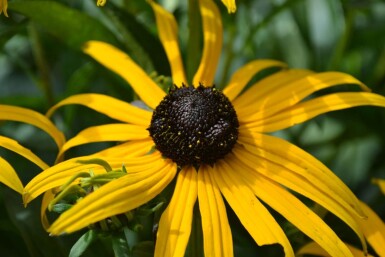 Strålesolhat Rudbeckia fulgida 'Goldsturm' 5-10 potte P9