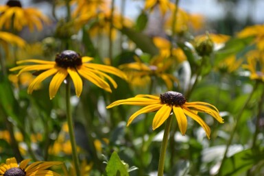 Strålesolhat Rudbeckia fulgida 'Goldsturm' 5-10 potte P9