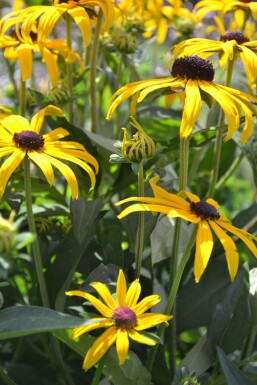 Rudbeckia fulgida 'Goldsturm' Skimmerrudbeckia 5-10 i kruka P9