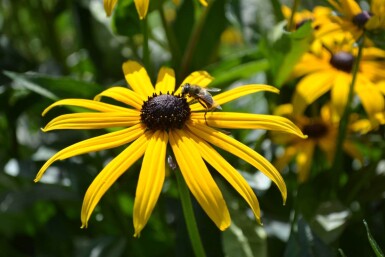 Rudbeckia fulgida 'Goldsturm' Skimmerrudbeckia 5-10 i kruka P9