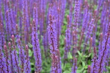 Salie Salvia nemorosa 'Caradonna' 5-10 Pot P9