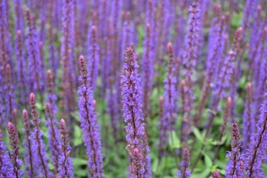 Salie Salvia nemorosa 'Caradonna' 5-10 Pot P9