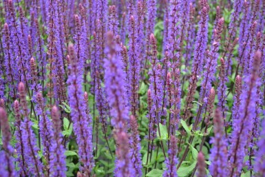 Salie Salvia nemorosa 'Caradonna' 5-10 Pot P9