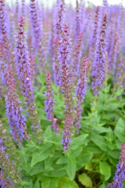 Steppen-Salbei Salvia nemorosa 'Ostfriesland' 5-10 Topf 9x9 cm (P9)