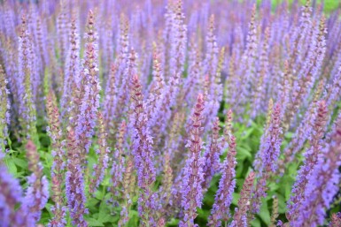 Steppen-Salbei Salvia nemorosa 'Ostfriesland' 5-10 Topf 9x9 cm (P9)