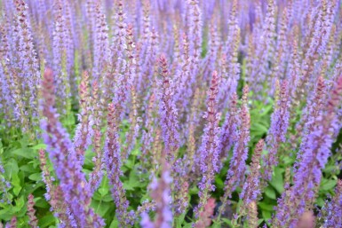 Steppen-Salbei Salvia nemorosa 'Ostfriesland' 5-10 Topf 9x9 cm (P9)