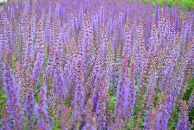 Steppen-Salbei Salvia nemorosa 'Ostfriesland' 5-10 Topf 9x9 cm (P9)