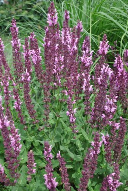 Salie Salvia nemorosa 'Rose Queen' 5-10 Pot P9