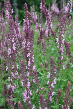 Salie Salvia nemorosa 'Rose Queen' 5-10 Pot P9