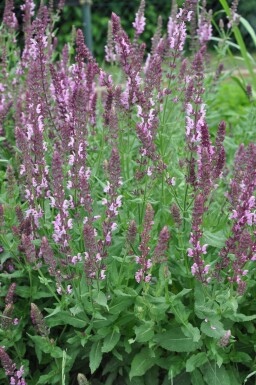 Salie Salvia nemorosa 'Rose Queen' 5-10 Pot P9