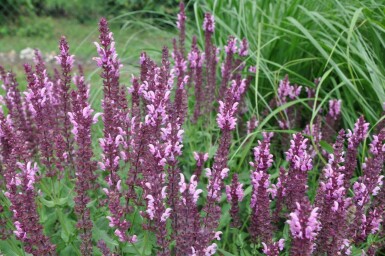 Salie Salvia nemorosa 'Rose Queen' 5-10 Pot P9