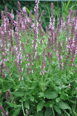 Salie Salvia nemorosa 'Rose Queen' 5-10 Pot P9