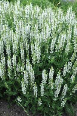 Småblomstret salvie Salvia nemorosa 'Schneehugel' 5-10 potte P9