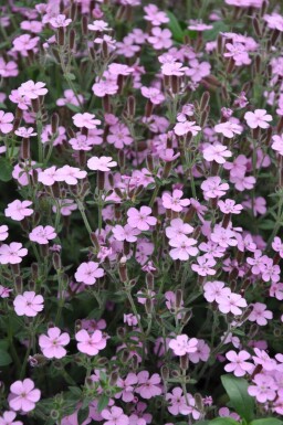 Saponaria ocymoides Liten såpnejlika 5-10 i kruka P9