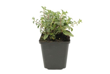 Saponaire faux basilic Saponaria ocymoides 5-10 Pot 9x9 cm (P9)