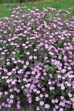 Saponaire faux basilic Saponaria ocymoides 5-10 Pot 9x9 cm (P9)