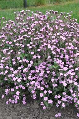 Saponaire faux basilic Saponaria ocymoides 5-10 Pot 9x9 cm (P9)