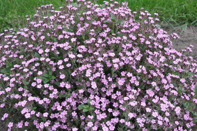 Saponaria ocymoides Liten såpnejlika 5-10 i kruka P9