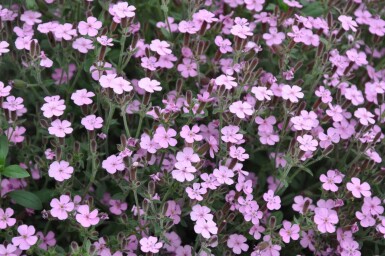 Saponaria ocymoides Liten såpnejlika 5-10 i kruka P9