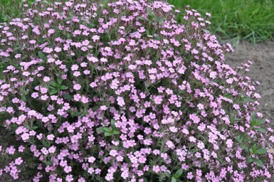 Saponaria ocymoides Liten såpnejlika 5-10 i kruka P9