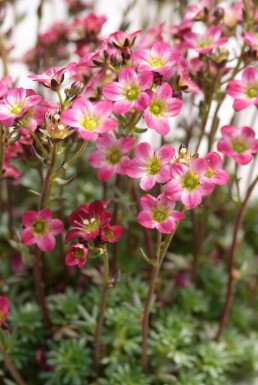 Saxifraga 'Peter Pan' Bräckor 5-10 i kruka P9