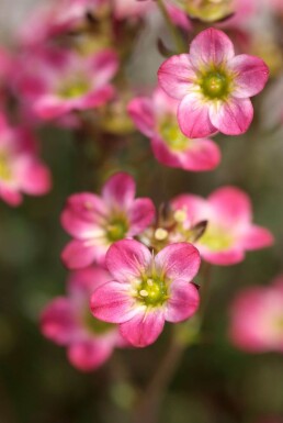 Saxifraga 'Peter Pan' Bräckor 5-10 i kruka P9