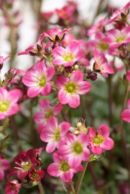 Saxifraga 'Peter Pan' Bräckor 5-10 i kruka P9