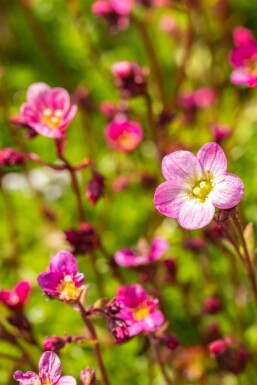 Saxifraga × arendsii 'Blütenteppich' Rosenbräcka 5-10 i kruka P9