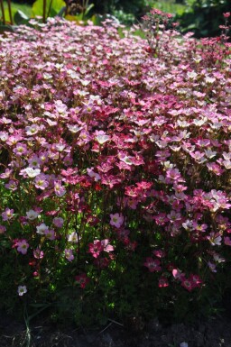 Saxifraga × arendsii 'Purpurteppich' Rosenbräcka 5-10 i kruka P9