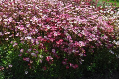 Saxifrage d’arends Saxifraga × arendsii 'Purpurteppich' 5-10 Pot 9x9 cm (P9)