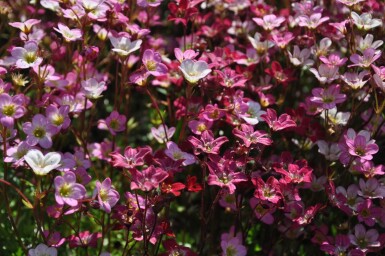 Allemandsstenbræk Saxifraga × arendsii 'Purpurteppich' 5-10 potte P9