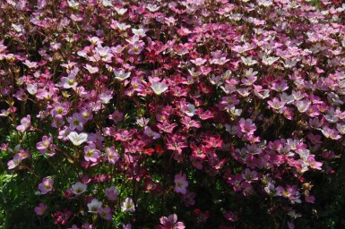 Allemandsstenbræk Saxifraga × arendsii 'Purpurteppich' 5-10 potte P9