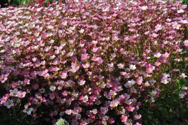 Allemandsstenbræk Saxifraga × arendsii 'Purpurteppich' 5-10 potte P9