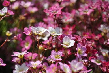 Saxifraga × arendsii 'Purpurteppich' Rosenbräcka 5-10 i kruka P9