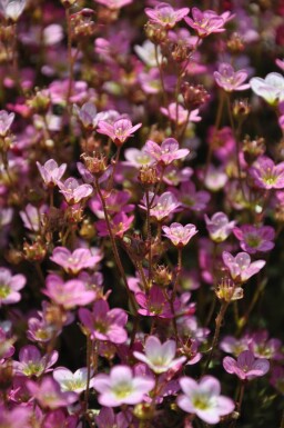 Saxifraga × arendsii 'Purpurteppich' Rosenbräcka 5-10 i kruka P9