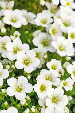 Allemandsstenbræk Saxifraga × arendsii 'Schneeteppich' 5-10 potte P9