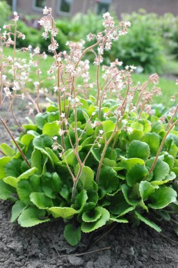 Saxifraga × urbium Porslinsbräcka 5-10 i kruka P9