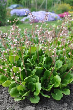 Saxifraga × urbium Porslinsbräcka 5-10 i kruka P9