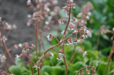 Saxifraga × urbium Porslinsbräcka 5-10 i kruka P9