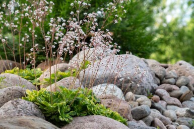 Saxifraga × urbium 'Variegata' Porslinsbräcka 5-10 i kruka P9