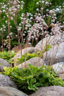 Schildersverdriet Saxifraga urbium 'Variegata' 5-10 Pot P9