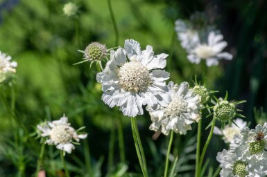 Kaukasisk skabiose Scabiosa caucasica 'Perfecta Alba' 5-10 potte P9